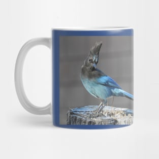 Wild birds, Stellar's Jay, wildlife, blue jay Mug